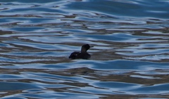 Phalacrocorax neglectus