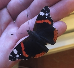 Vanessa atalanta atalanta