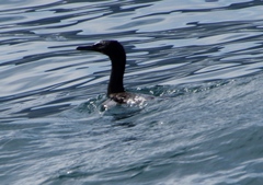 Phalacrocorax neglectus