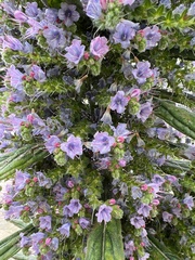 Echium pininana