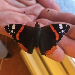Vanessa atalanta atalanta
