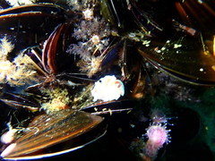 Choromytilus meridionalis