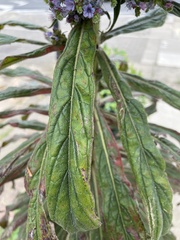 Echium pininana
