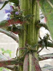 Echium pininana