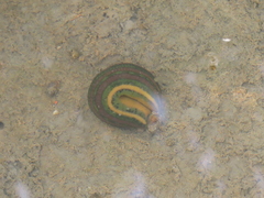 Whitmania pigra