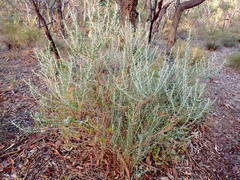 Olearia axillaris