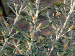 Olearia axillaris