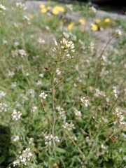 Capsella bursa-pastoris