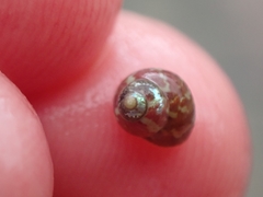 Cantharidus dilatatus