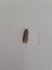 Semioscopis avellanella