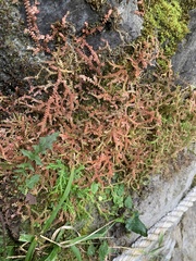 Selaginella helvetica pseudonipponica