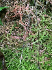 Selaginella helvetica pseudonipponica