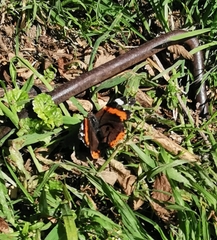 Vanessa atalanta