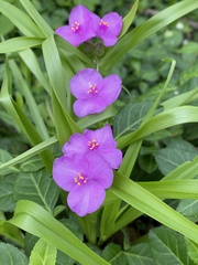 Tradescantia ernestiana