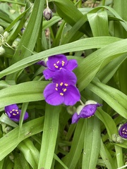 Tradescantia ernestiana