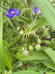 Tradescantia ernestiana
