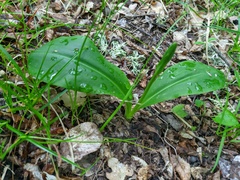 Platanthera chlorantha