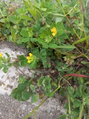 Lotus ornithopodioides