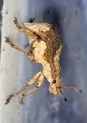 Episomus chinensis