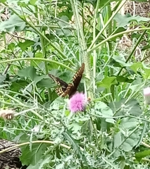 Papilio menatius victorinus