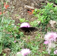 Papilio menatius victorinus