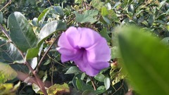 Ipomoea pedicellaris
