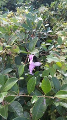 Ipomoea pedicellaris