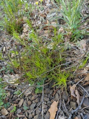 Stachys angustifolia