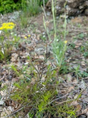 Stachys angustifolia