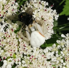 Misumena vatia
