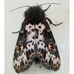 Xanthopastis timais