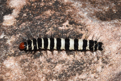 Amphicallia bellatrix