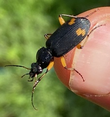 Chlaenius flaviguttatus