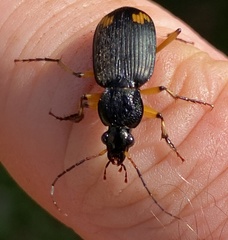 Chlaenius flaviguttatus