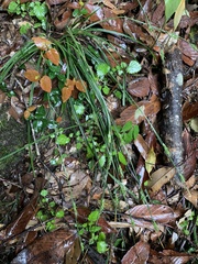 Carex manca takasagoana