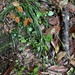 Carex manca takasagoana - Photo (c) 廖顯淳, alguns direitos reservados (CC BY-NC), uploaded by 廖顯淳