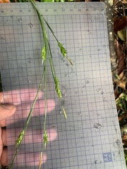 Carex manca takasagoana