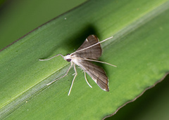 Cangetta hartoghialis