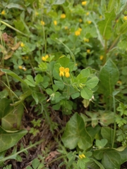 Lotus ornithopodioides