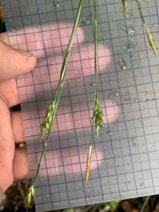 Carex manca takasagoana