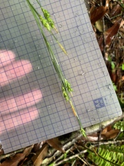 Carex manca takasagoana