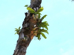Catasetum fimbriatum