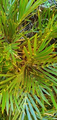 Aciphylla similis