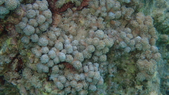 Asterospicularia randalli