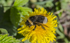 Bombus bohemicus