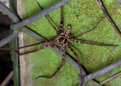 Heteropoda amphora