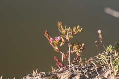 Delosperma versicolor