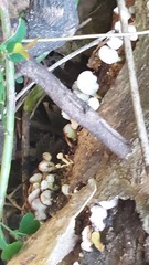 Panellus luxfilamentus