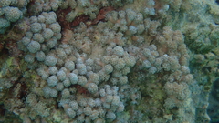 Asterospicularia randalli