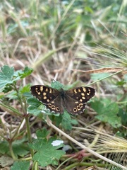 Pararge aegeria tircis